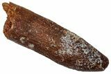 Fossil Sauropod Dinosaur (Titanosaur) Tooth - Morocco #332486-1